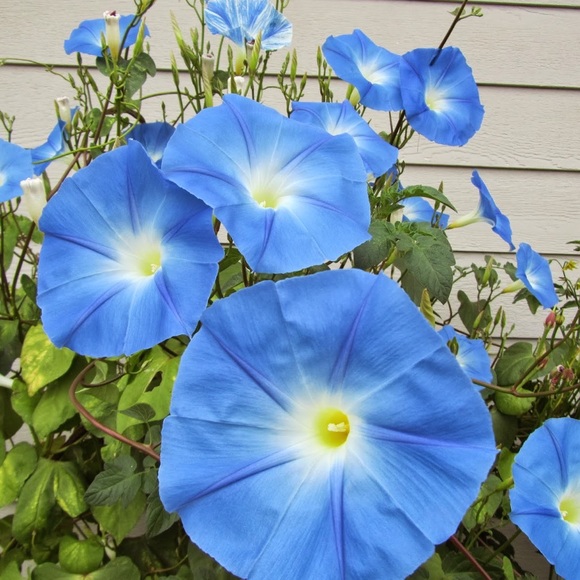 🌹🌹🌹🌹🌹🌹🌹🌹🌹🌹🌹🌹🌹🌹🌹🌹 - Picture 2 of 12